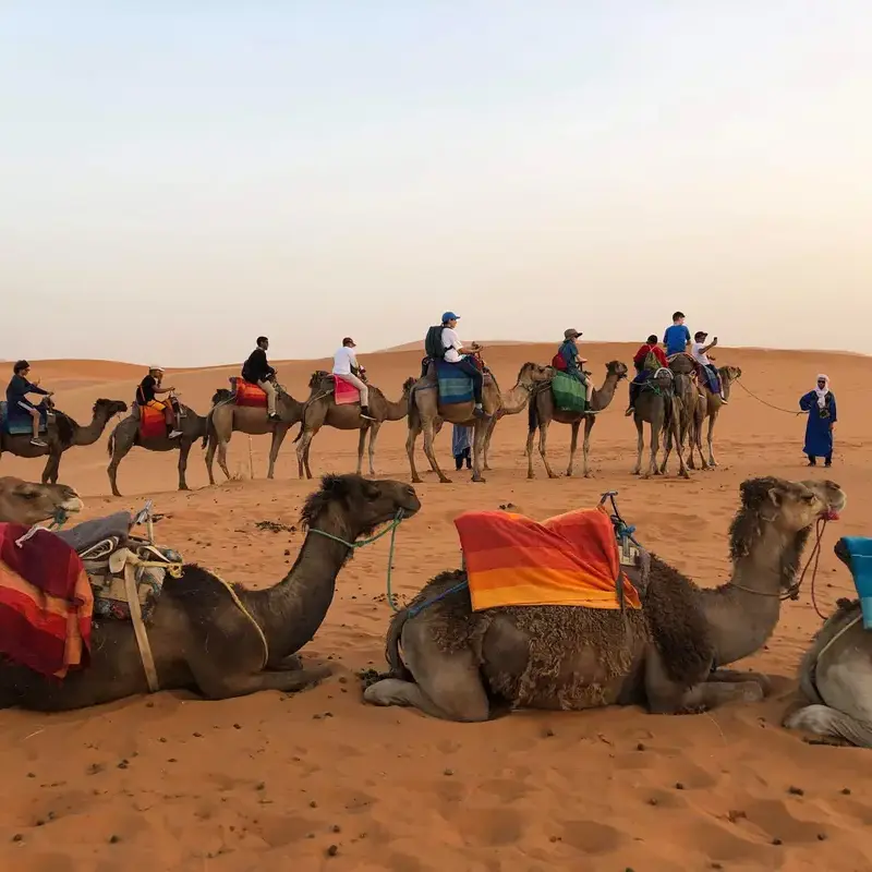 University School students riding camels in Morocco on a National and Global Education Program field trip.