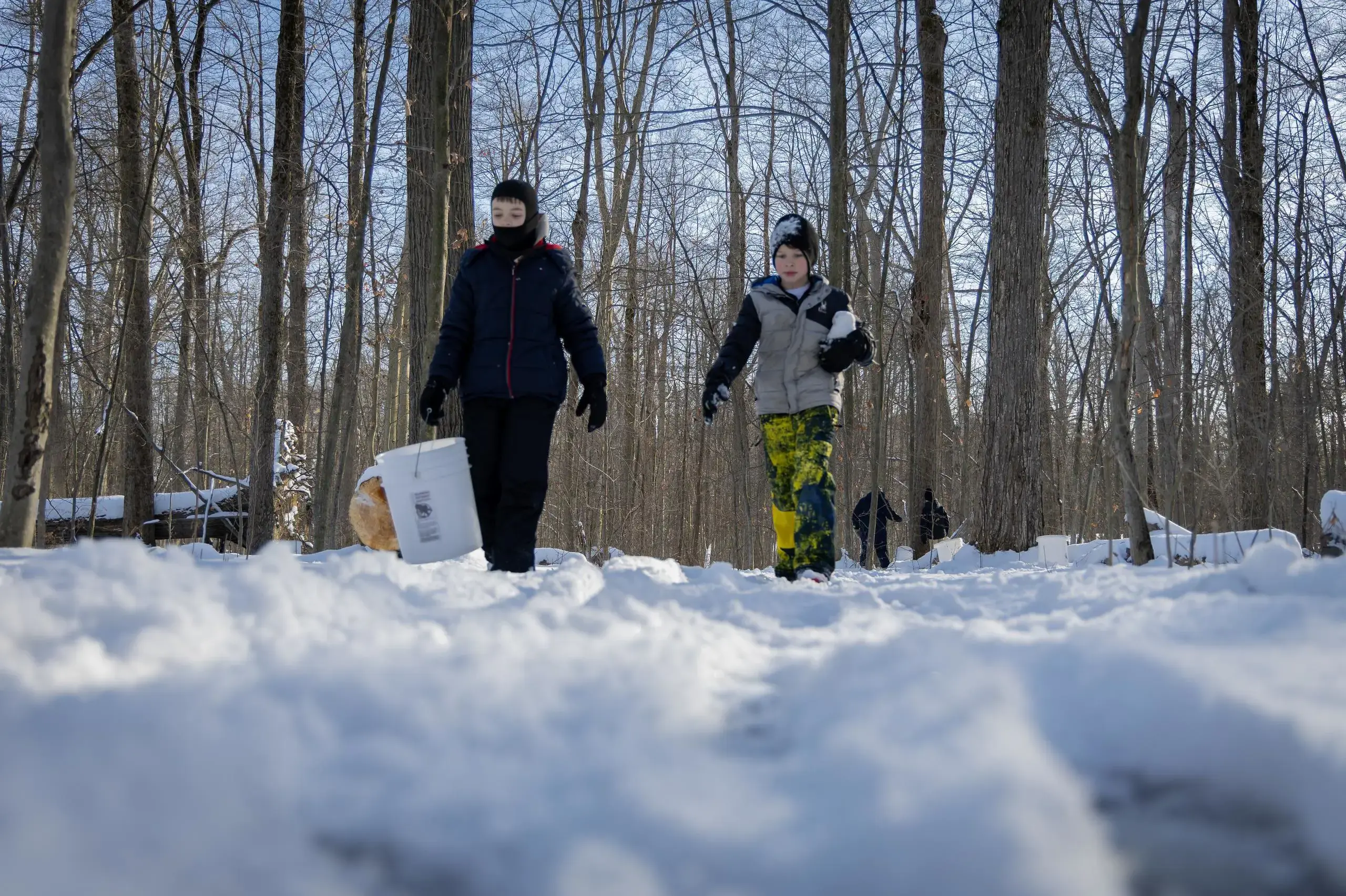University School students walking through the snow together, carrying buckets, going maple sugaring.